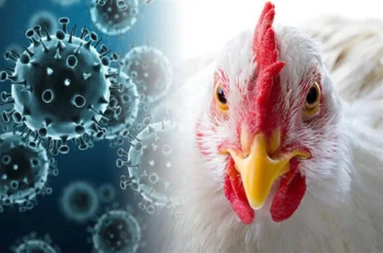 Influenza H5N1 symptoms