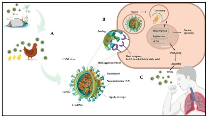 Influenza H5N1 symptoms